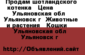 Продам шотландского котенка › Цена ­ 2 000 - Ульяновская обл., Ульяновск г. Животные и растения » Кошки   . Ульяновская обл.,Ульяновск г.